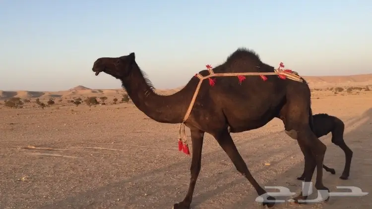 خلفه مجهم بكر هديه (image 2)