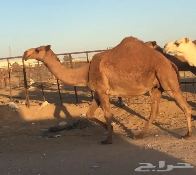 لقحه شعلاء ثنو (image 2)