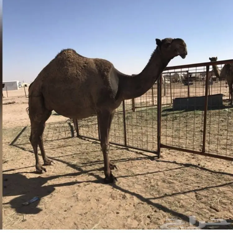 للبيع ناقه صفراء 