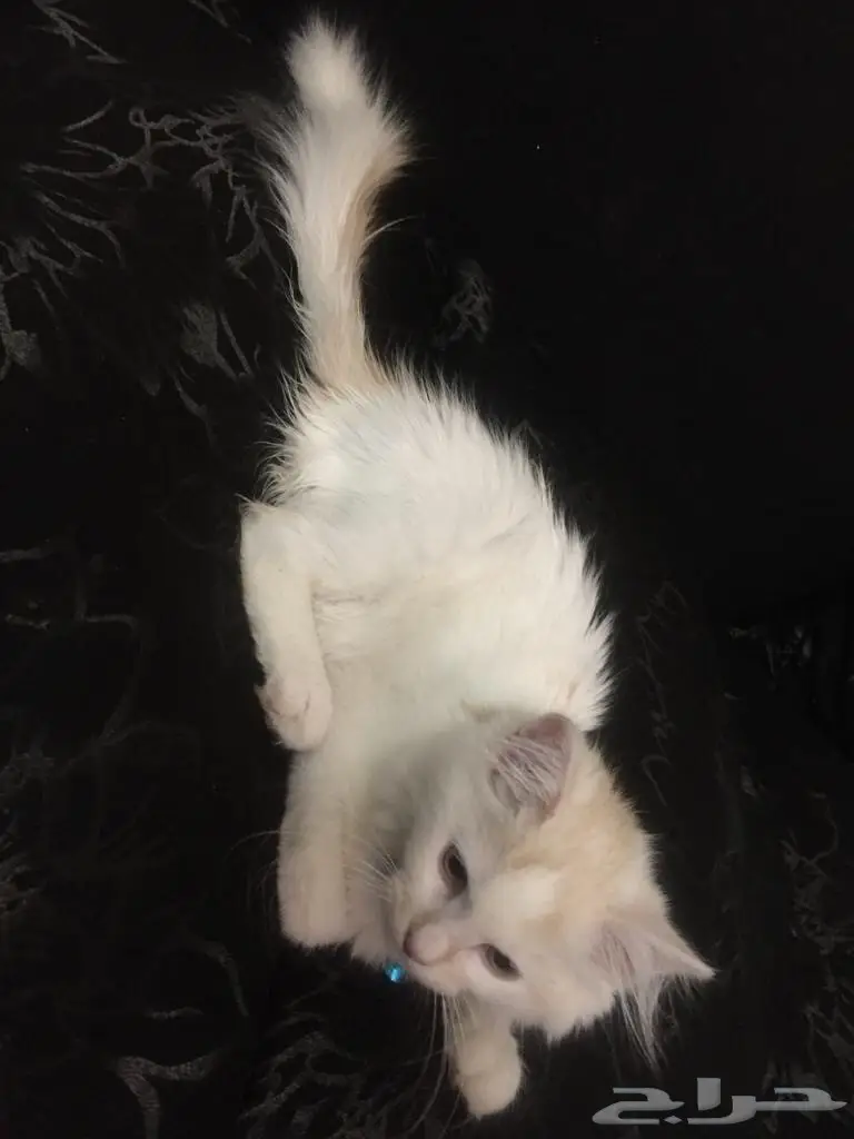 شيرازي للبيع  (image 1)