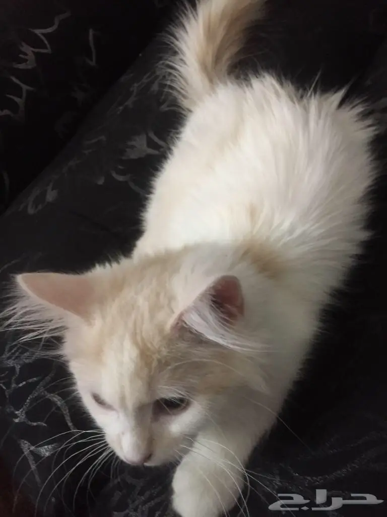 شيرازي للبيع  (image 2)