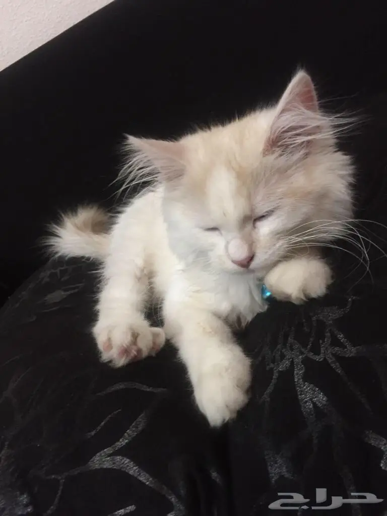 شيرازي للبيع  (image 3)