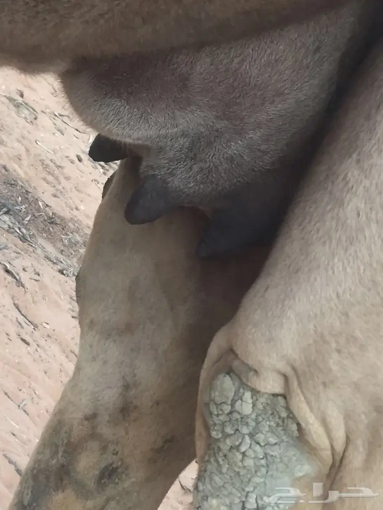 خلفه للبيع  (image 3)