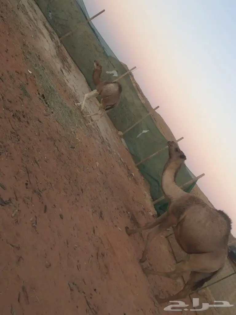 خلفه للبيع  (image 4)