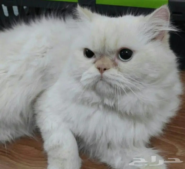 فحل هيمالايا هاف بيكي اورانج (image 4)