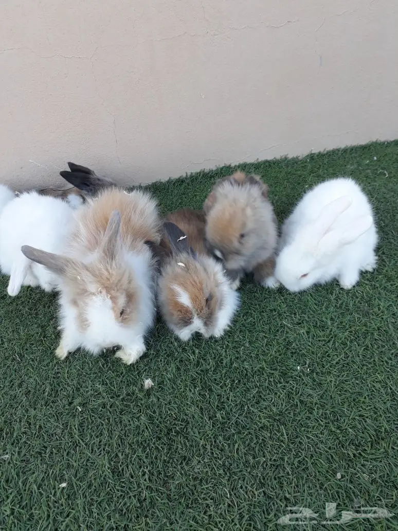 أرانب أمريكي للبيع 