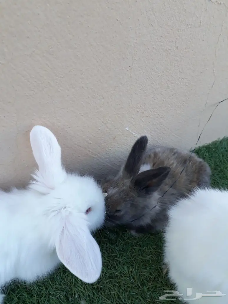 أرانب أمريكي للبيع  (image 1)