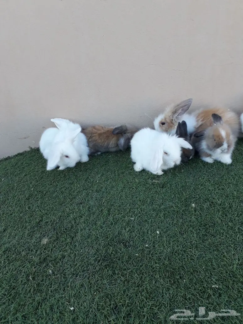 أرانب أمريكي للبيع  (image 3)