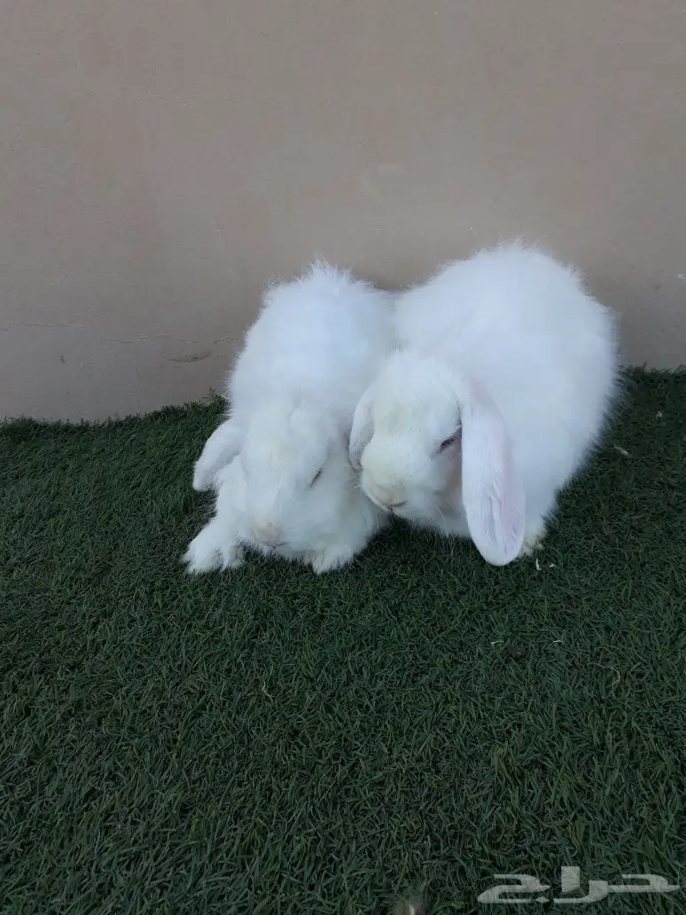 ارانب (image 1)