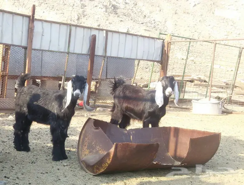 تيسين وجفرة (image 2)