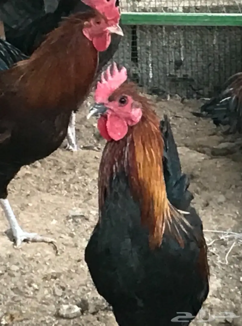 للبيع .. ديوك بلدي (image 2)