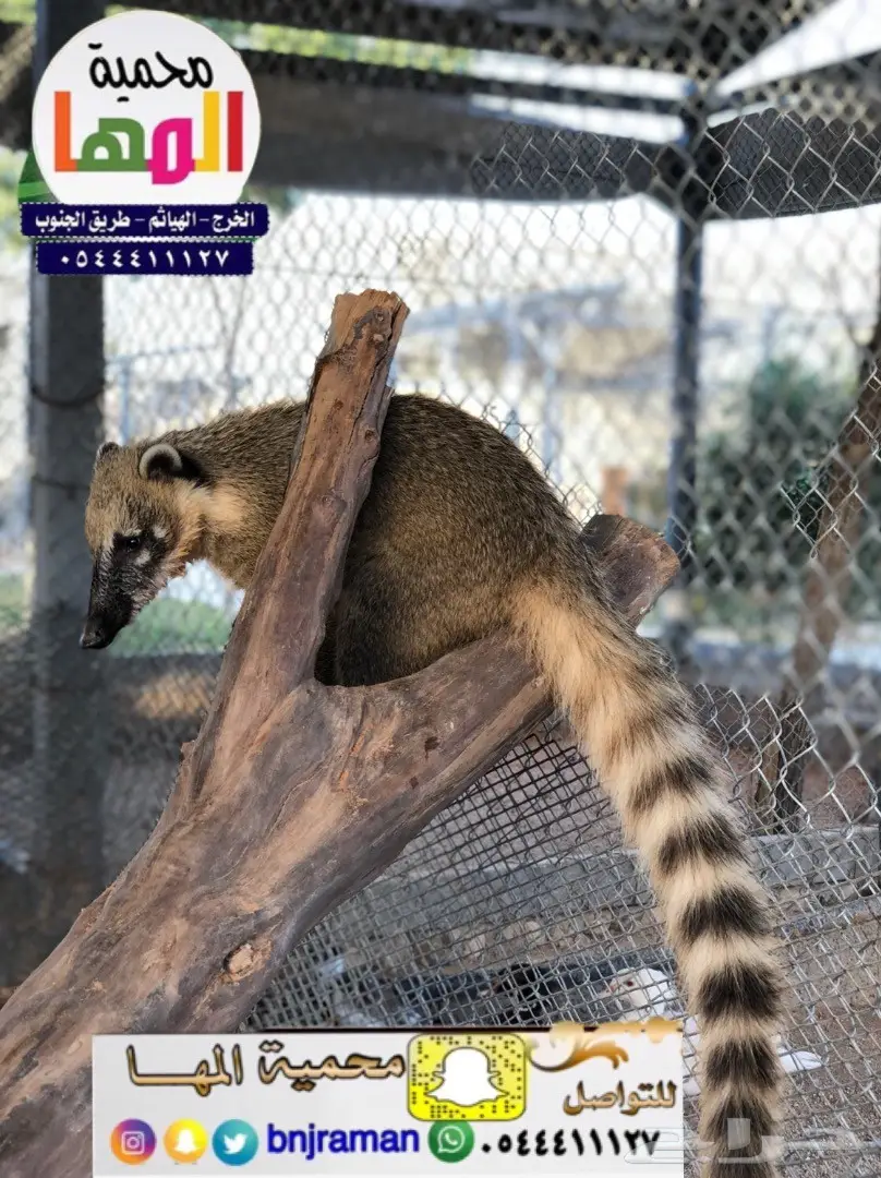 مارا ومها وفيرن (image 3)