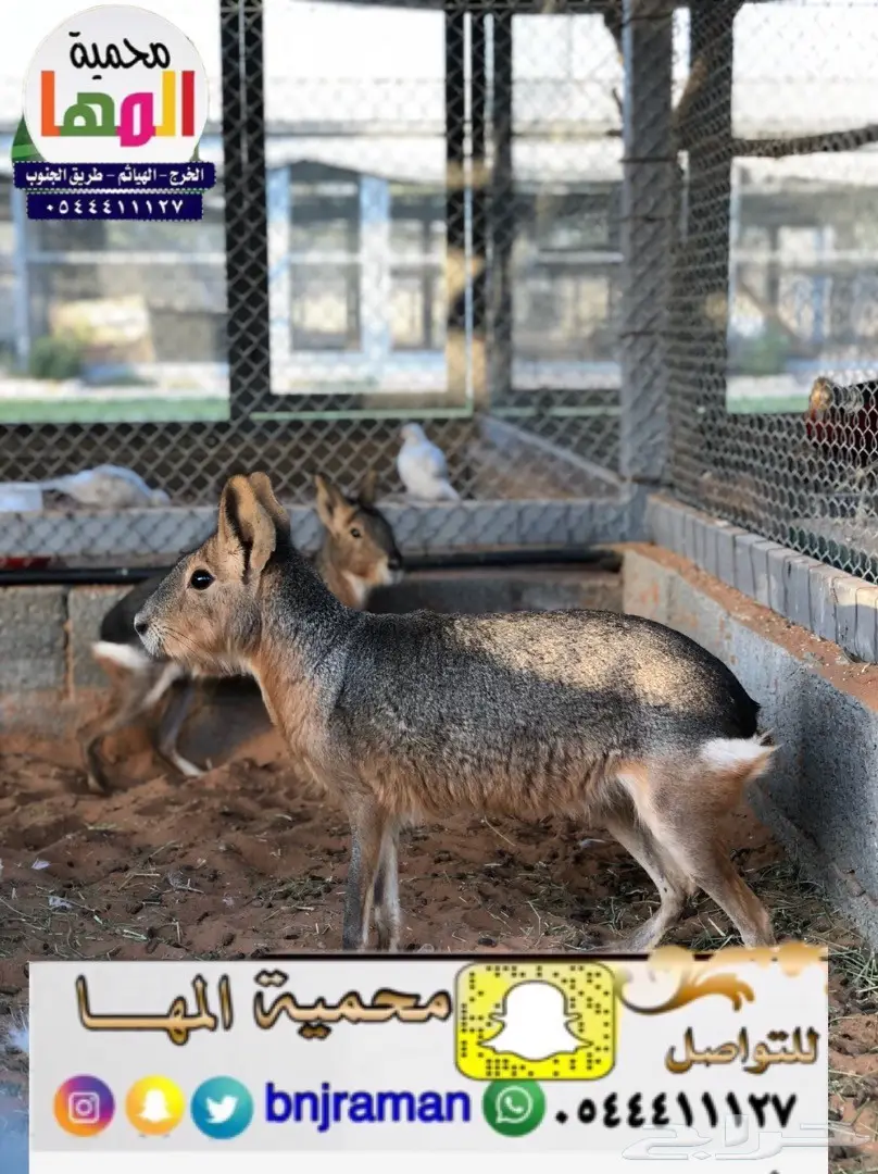 مارا ومها وفيرن (image 4)