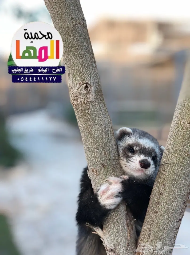 مارا ومها وفيرن (image 5)