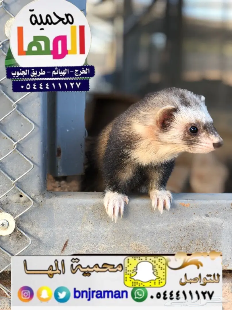 مارا ومها وفيرن (image 6)