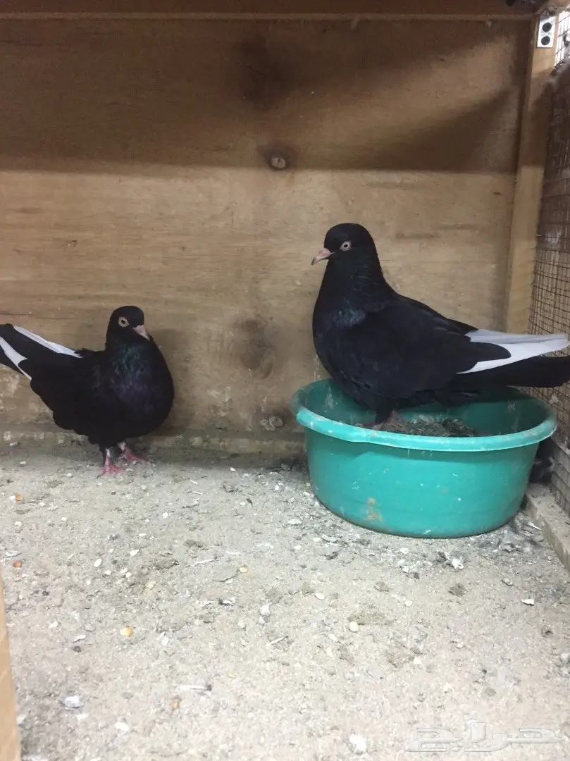 ازواج هاي فلير (image 2)