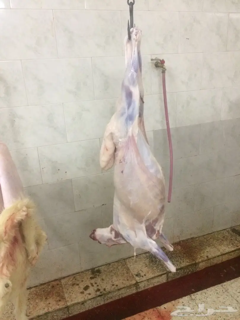 ذبايح حرية مصلوخه موصله  (image 1)
