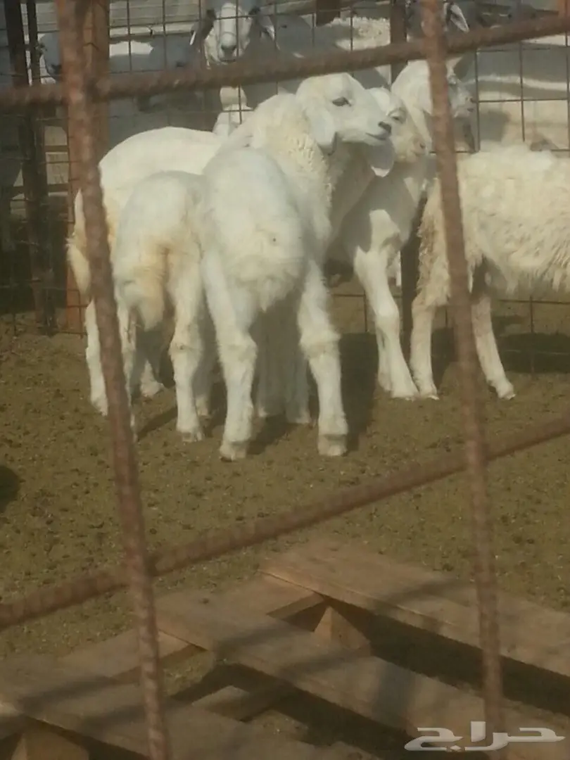 بهم حري للبيع