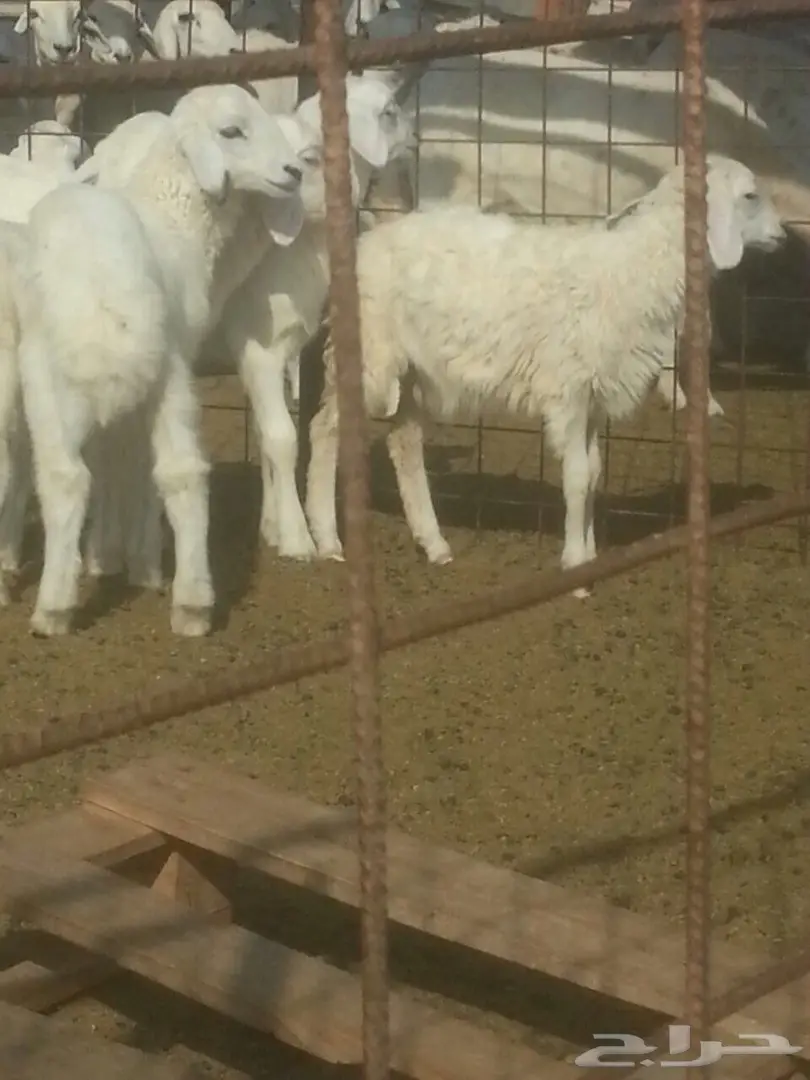 بهم حري للبيع (image 1)