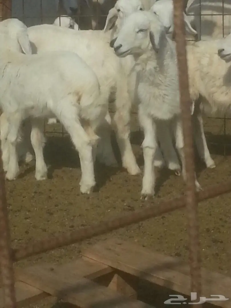 بهم حري للبيع (image 2)