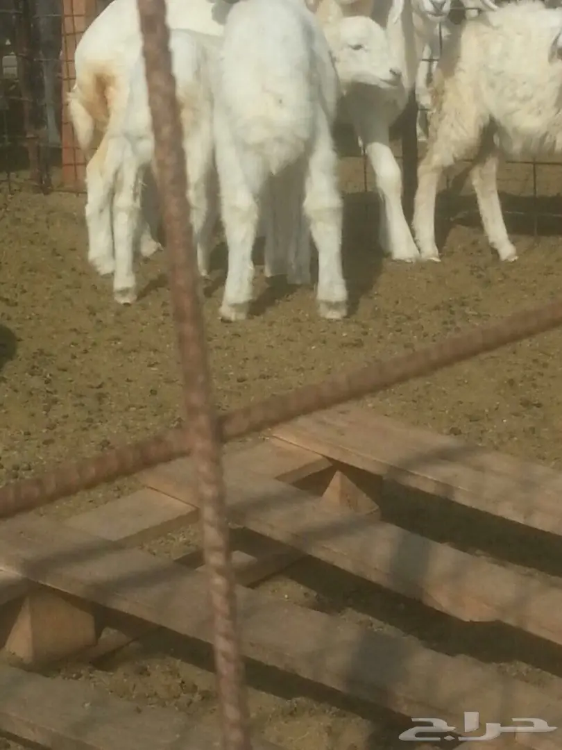 بهم حري للبيع (image 3)