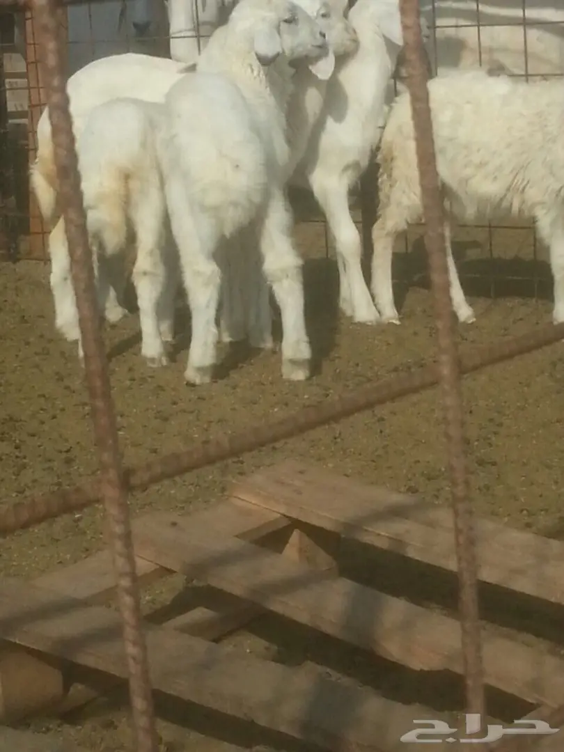 بهم حري للبيع (image 4)