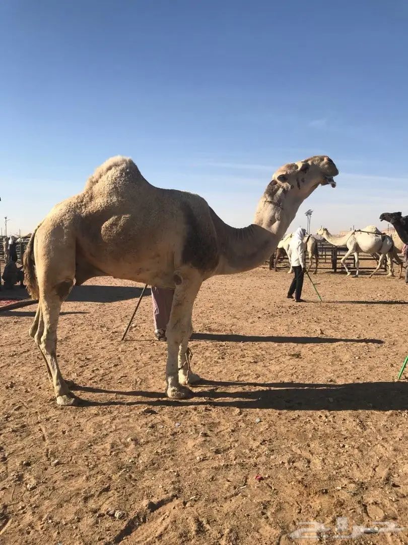 فحل أشقح للبيع