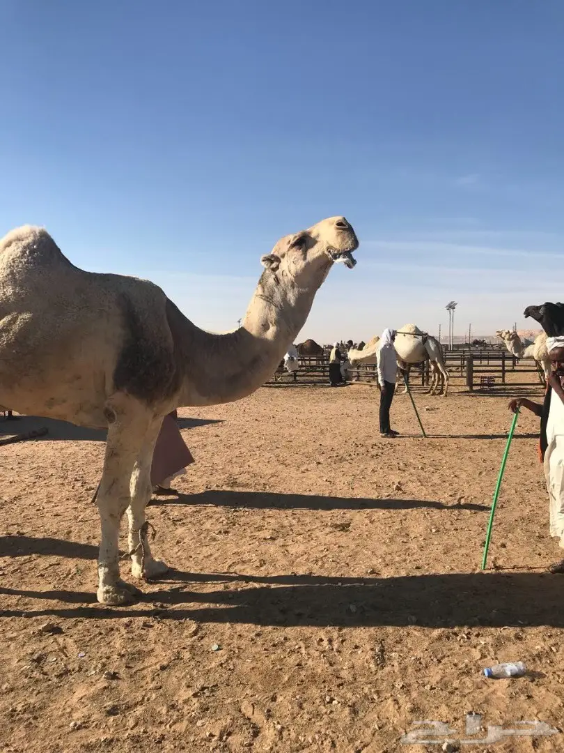 فحل أشقح للبيع (image 1)