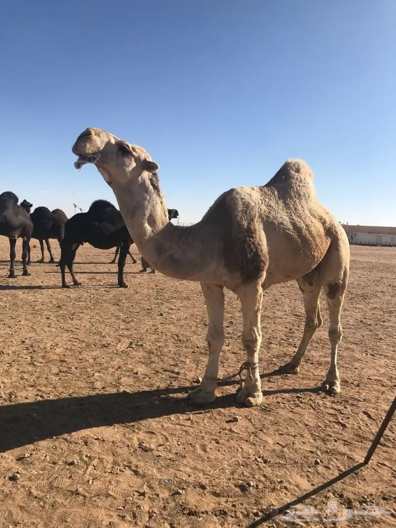 فحل أشقح للبيع (image 2)