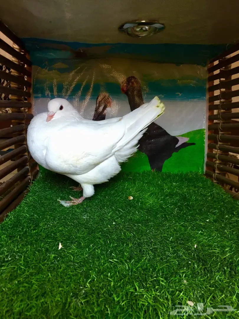  حمام كنق وكوري وريحاني  (image 1)