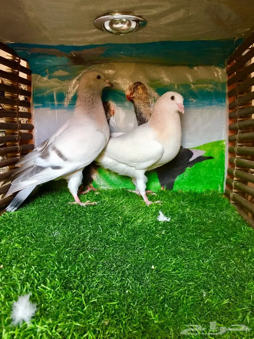  حمام كنق وكوري وريحاني  (image 6)