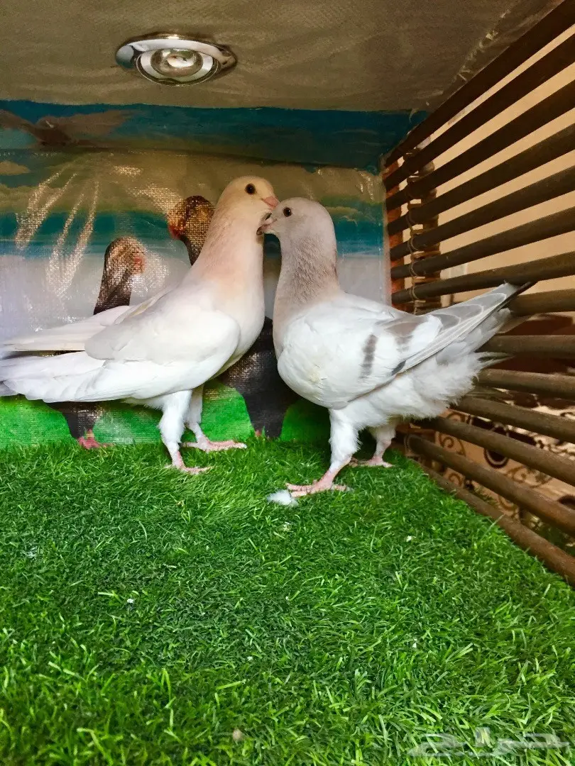  حمام كنق وكوري وريحاني  (image 7)