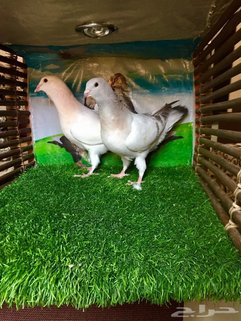  حمام كنق وكوري وريحاني  (image 8)