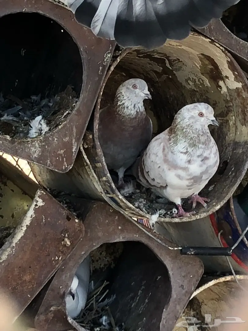 حمام   (image 1)