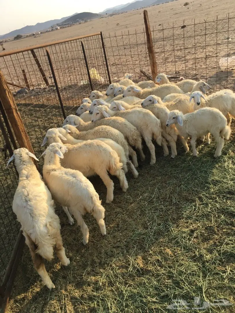 للبيع: طليان ورخال سمينة - فرصة لا تُفوّت! (image 11)