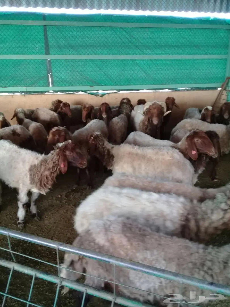 غنم نعيم العدد 30