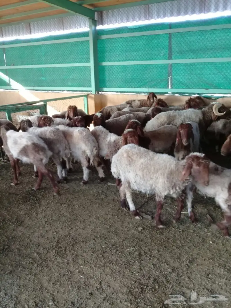 غنم نعيم العدد 30 (image 1)