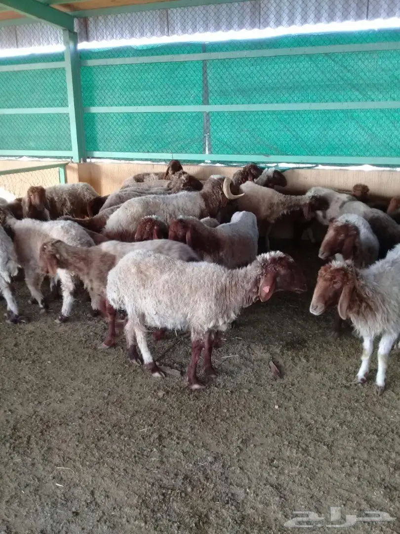 غنم نعيم العدد 30 (image 2)