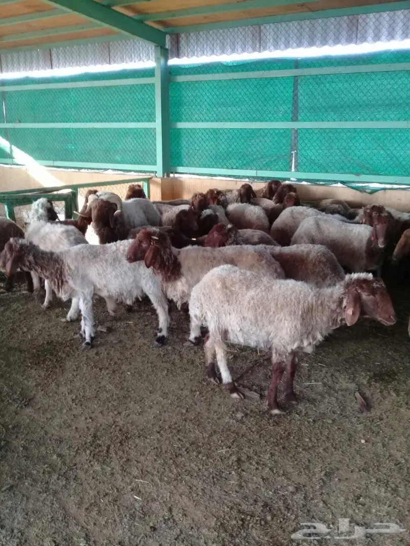 غنم نعيم العدد 30 (image 3)