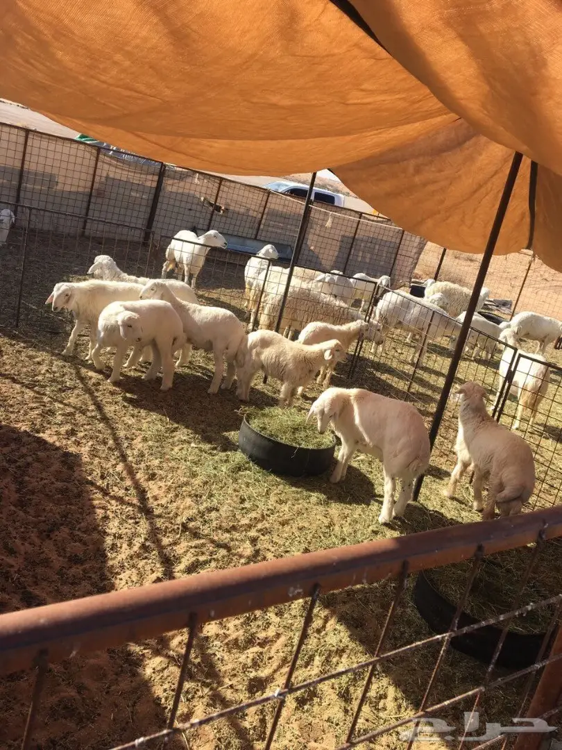 للبيع بهم حري