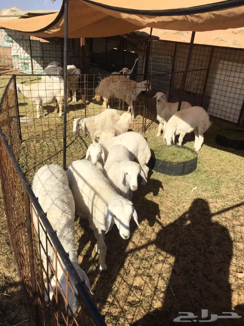 للبيع بهم حري (image 1)