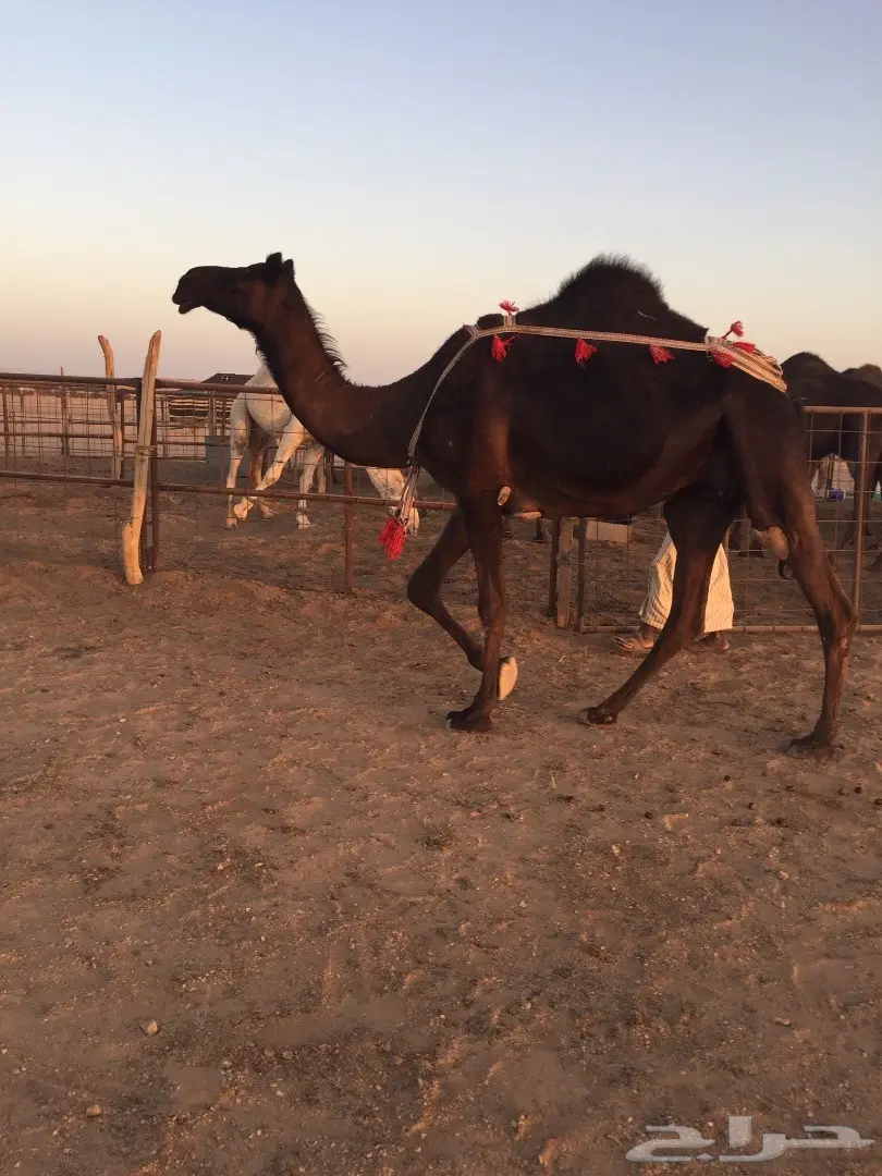 خلفه مجهم بكر هديه