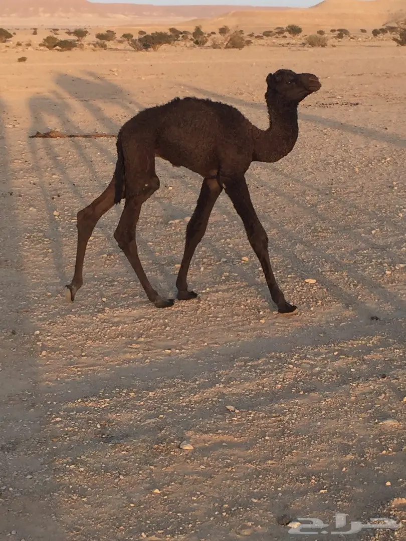 خلفه مجهم بكر هديه (image 3)