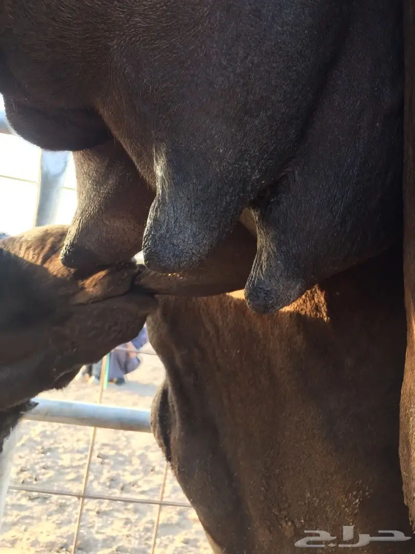 خلفه مجهم بكر هديه (image 4)