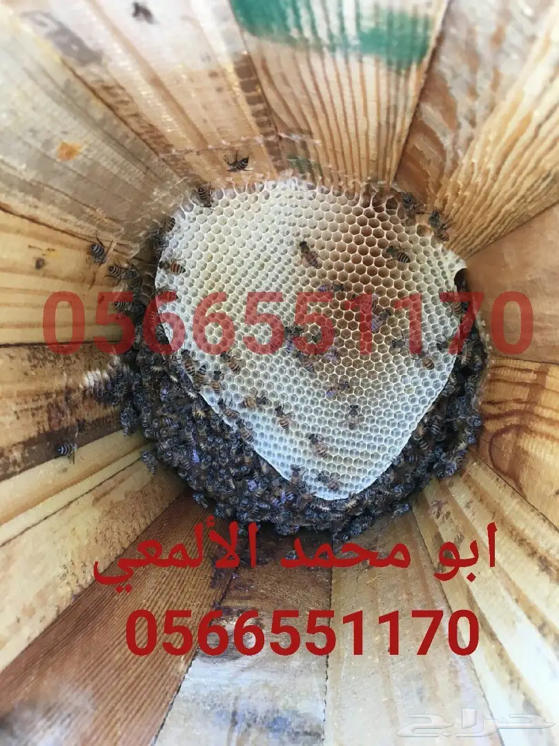 عسل سدر أصلي- عسل سمره حياكم عروض بسعر الجملة (image 12)