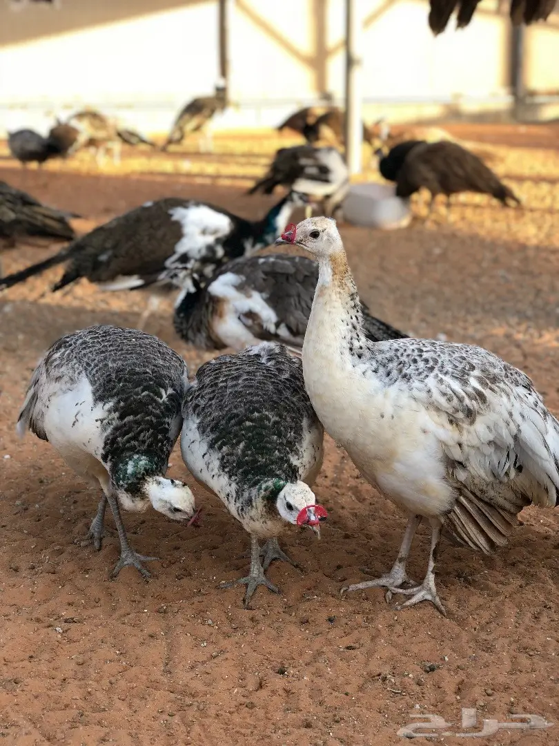 مارا ومها وفيرن (image 2)