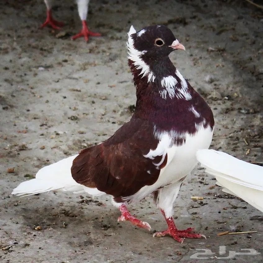 22 جوز قطايف قنادي حمرر (image 6)