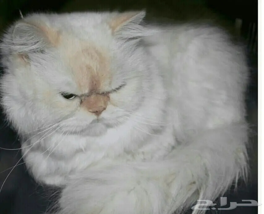 فحل هيمالايا هاف بيكي اورانج (image 3)