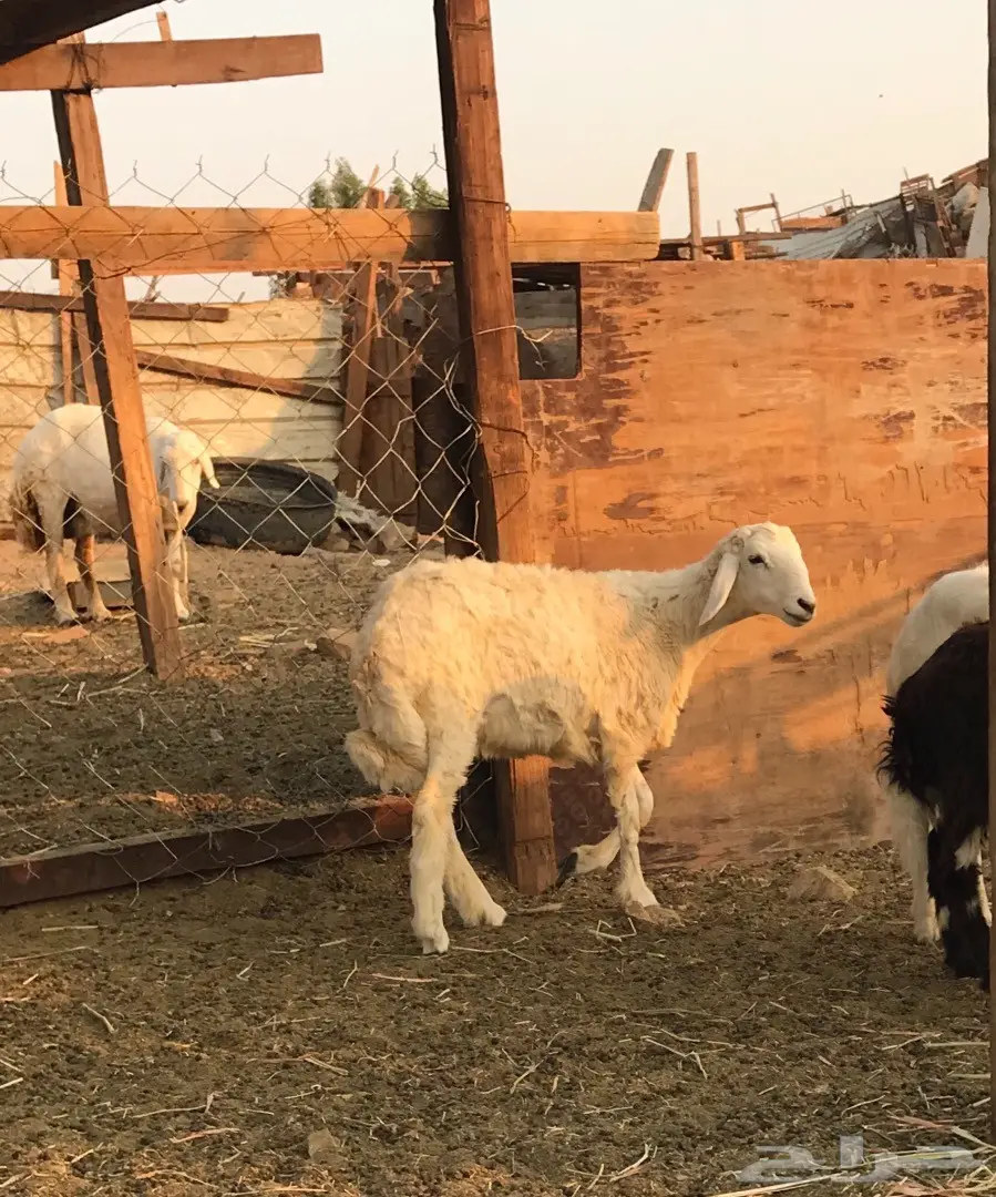 رخل للثلاجه وللكشتات  (image 2)