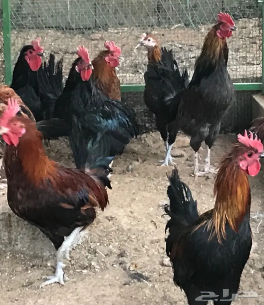 للبيع .. ديوك بلدي (image 4)